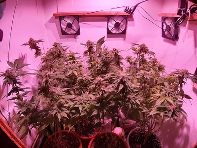 Growreport Bild 2