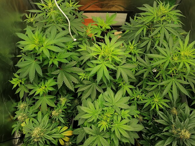 Growreport Bild 24