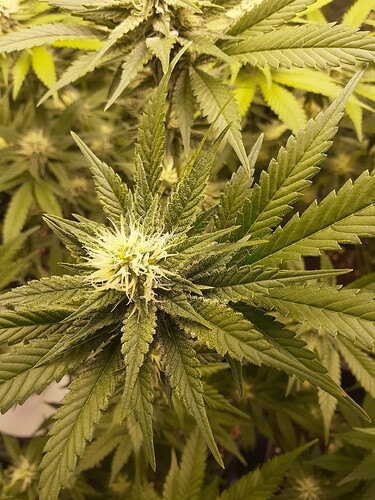 Growreport Bild 3