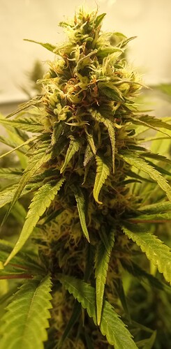 Growreport Bild 16