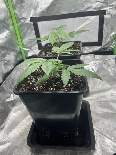 Growreport Bild 4