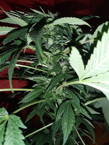 Growreport Bild 1