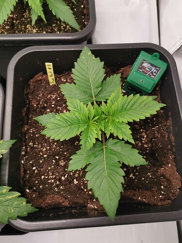Growreport Bild 19