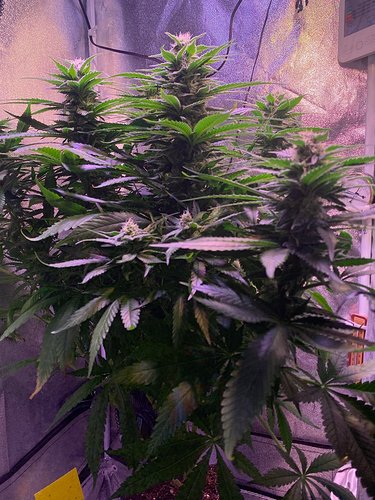 Growreport Bild 6