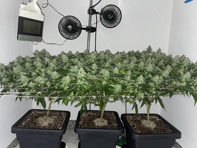 Growreport Bild 9