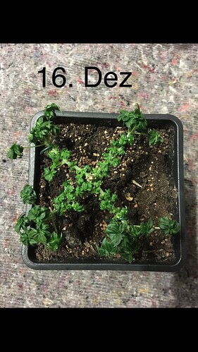Growreport Bild 6