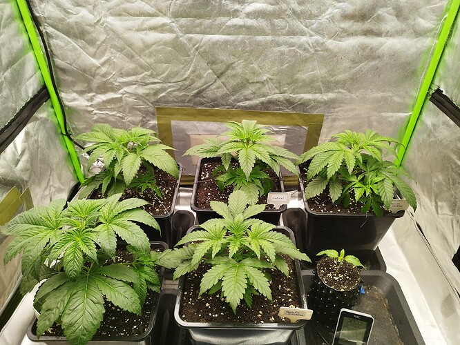 Growreport Bild 3
