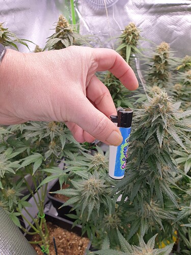 Growreport Bild 16