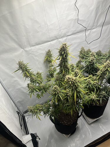 Growreport Bild 7