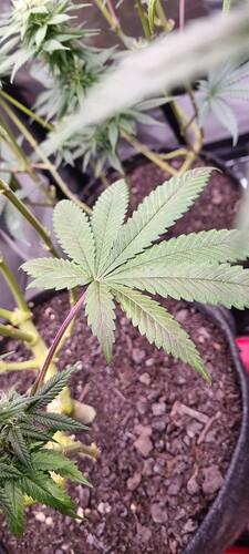 Growreport Bild 34