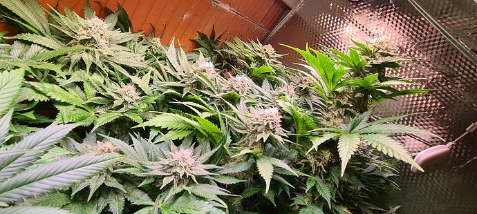 Mehrere blühende Cannabispflanzen in einem Growzelt, mit dichtem Blattwerk und sichtbaren Blütenständen.