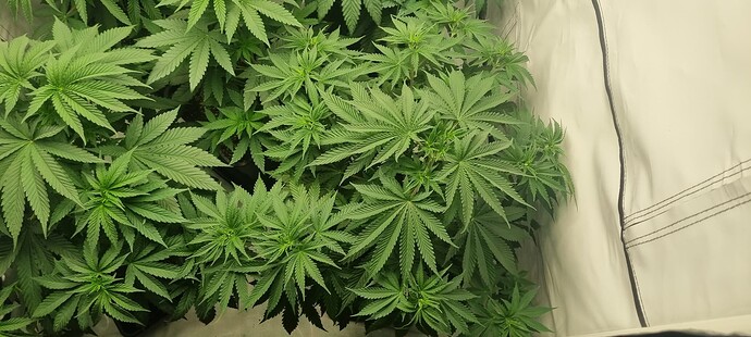 Growreport Bild 15