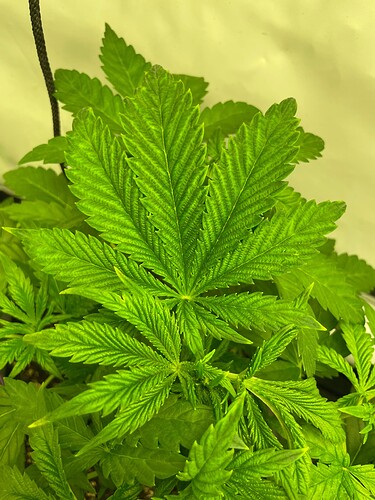 Growreport Bild 6