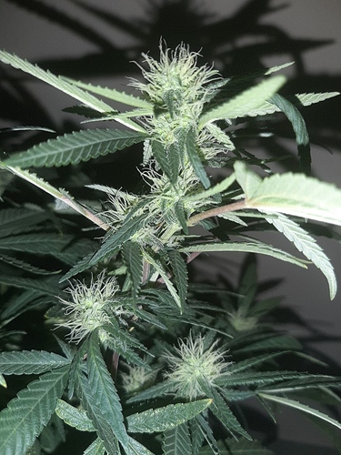 Growreport Bild 6
