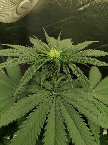 Growreport Bild 6