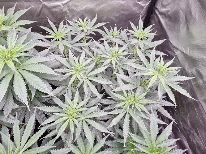 Growreport Bild 12