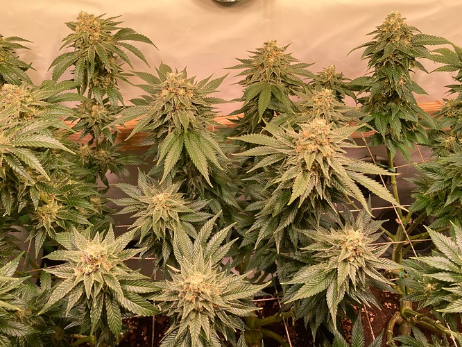 Growreport Bild 7