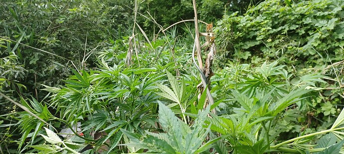 Growreport Bild 5