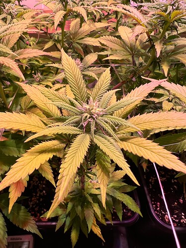 Growreport Bild 5