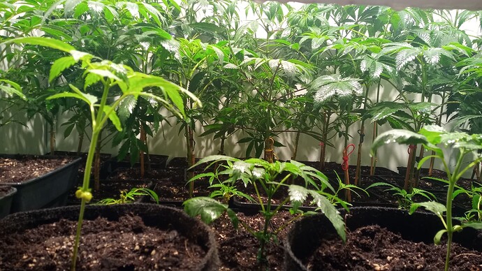 Growreport Bild 6