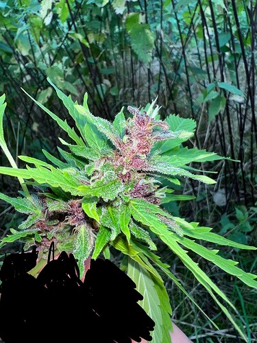 Growreport Bild 11