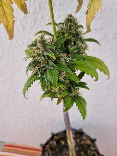 Growreport Bild 3