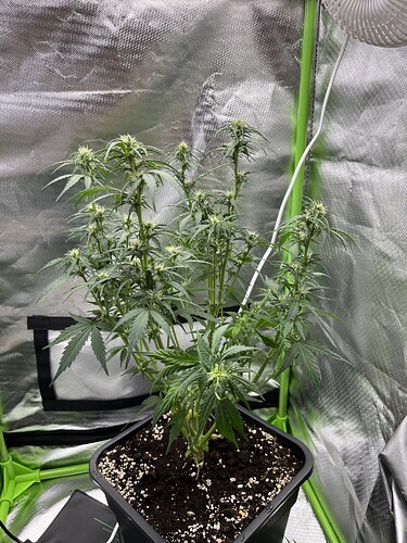 Growreport Bild 6
