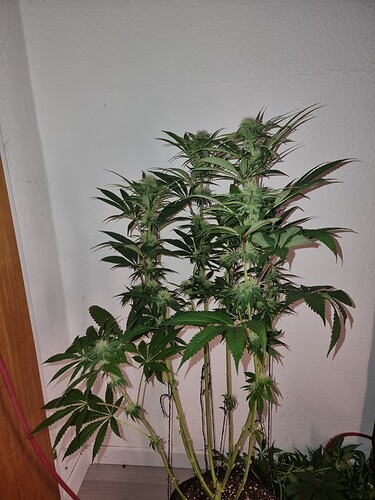 Growreport Bild 9