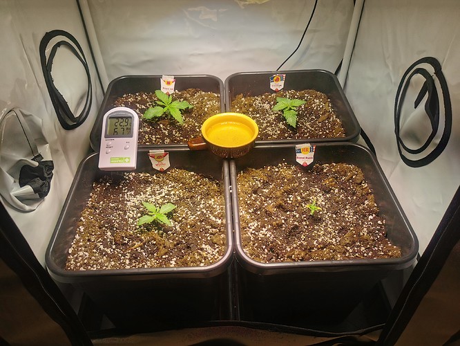 Growreport Bild 1