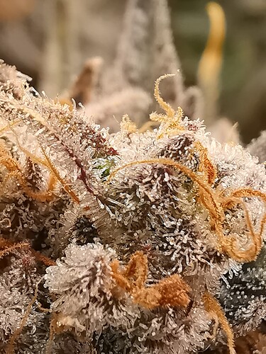 Growreport Bild 36