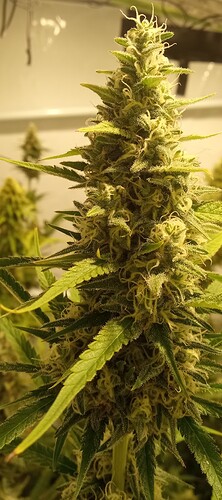 Growreport Bild 19