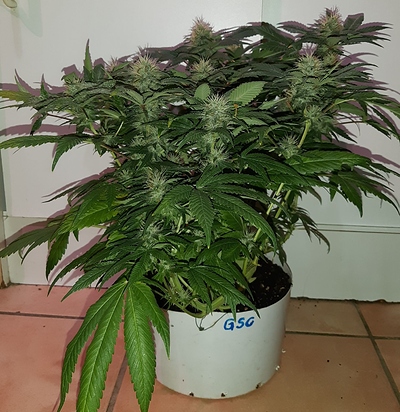 Growreport Bild 7