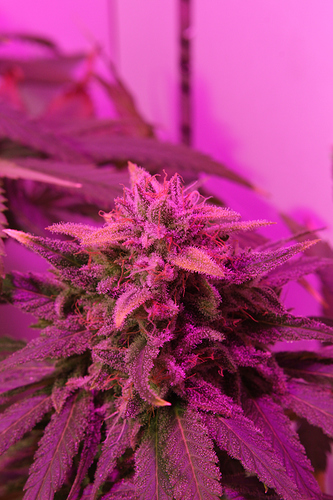 Growreport Bild 5