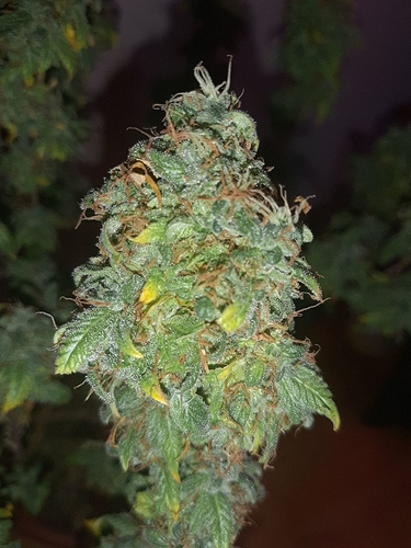 Growreport Bild 6
