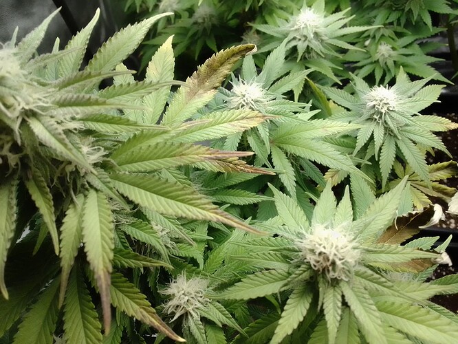 Growreport Bild 1