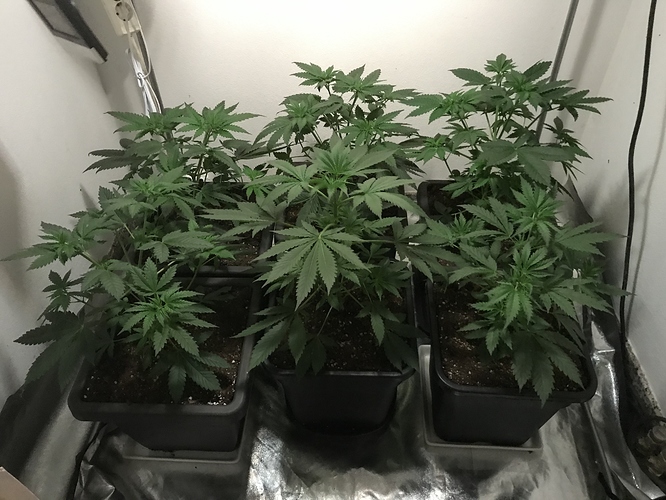 Growreport Bild 17