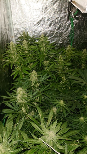 Growreport Bild 1
