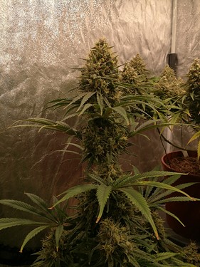 Growreport Bild 4