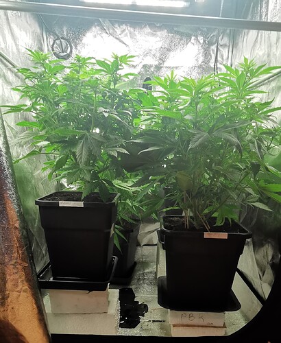 Growreport Bild 37