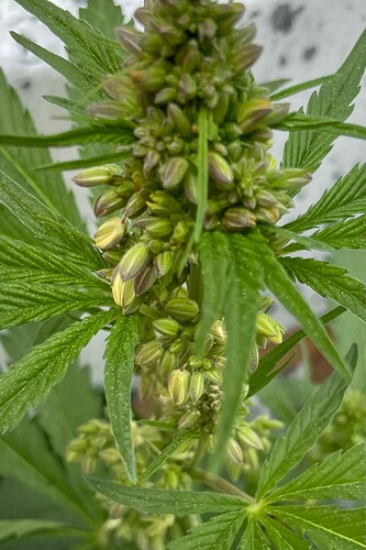 Growreport Bild 5