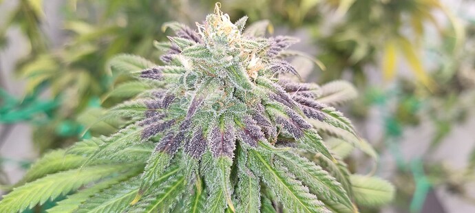 Growreport Bild 30