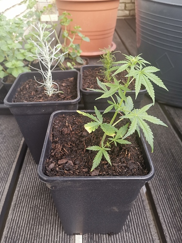 Growreport Bild 13