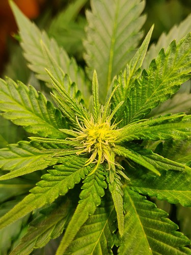 Nahaufnahme einer jungen Cannabis-Pflanze in der Blütephase mit hellgrünen Blättern und beginnenden Blütenansätzen.