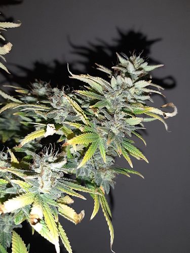 Growreport Bild 3