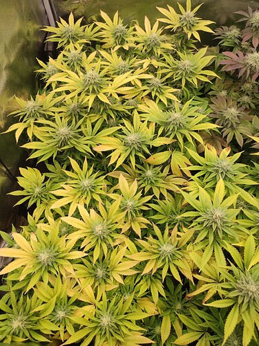 Growreport Bild 8