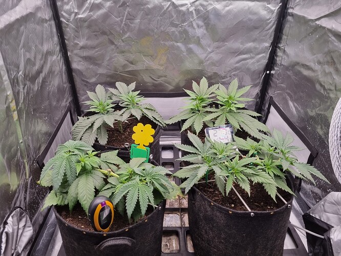 Growreport Bild 16