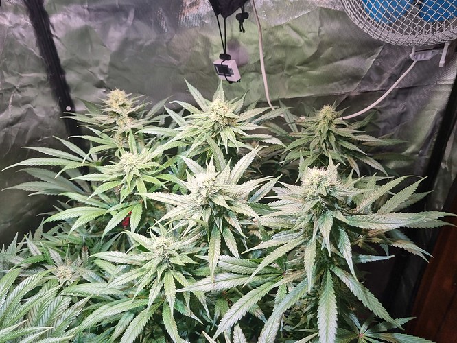 Growreport Bild 30