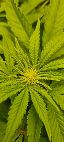 Growreport Bild 4