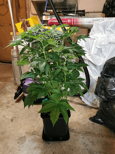 Growreport Bild 9