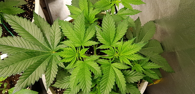 Growreport Bild 15